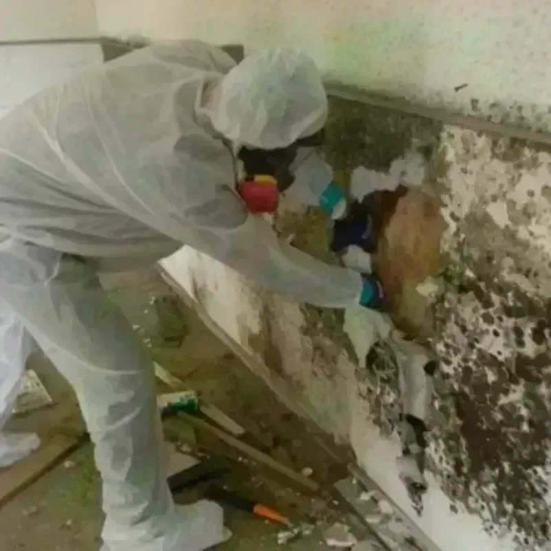 Mold Remediation and Removal in Rockport, ME